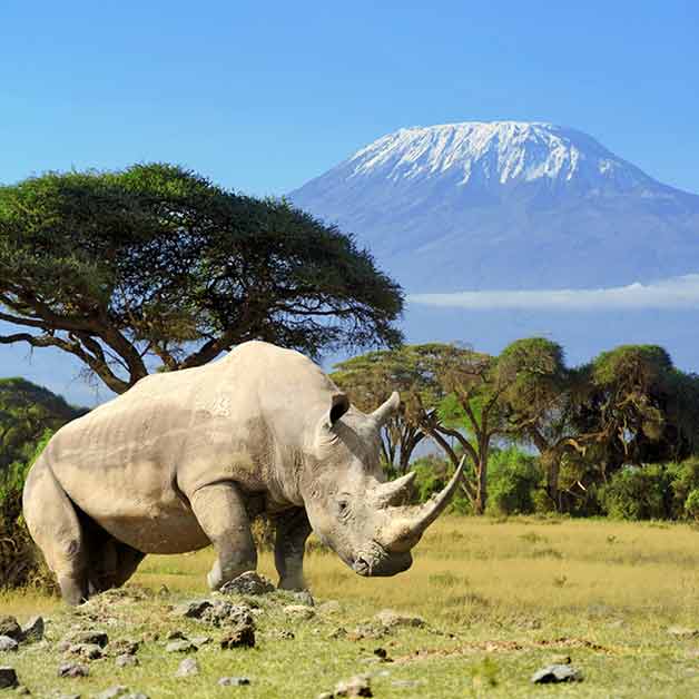 Amboseli National Park, Kenya