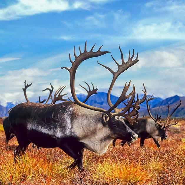 Denali National Park