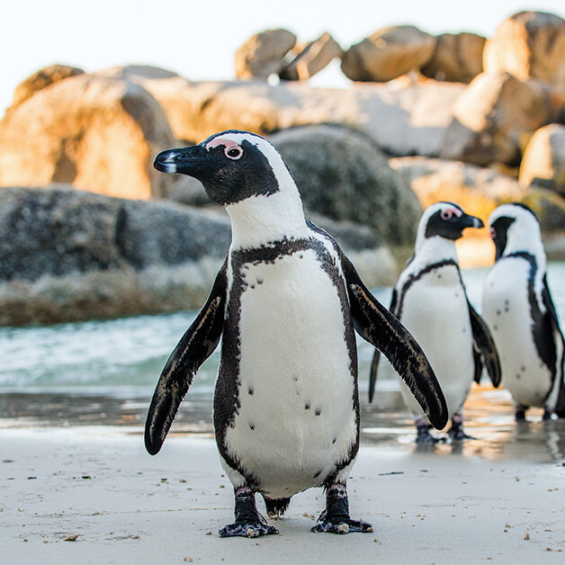 Boulders Beach