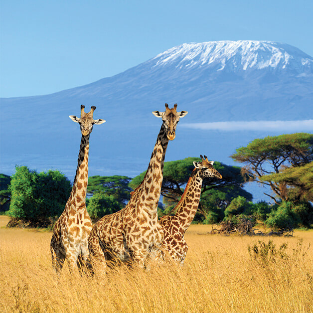 Mount Kilimonjaro